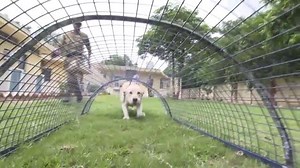 6.5K views · 297 reactions | Force multipliers & comrades #CISF K9 members train & work tirelessly alongside us... #CISF #Canine #training | Central Industrial Security Force - CISF | Facebook