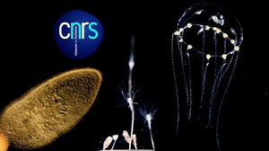 Clytia - A Laboratory Favorite