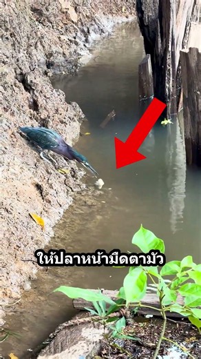 นกอัจฉริยะเปิดร้านตกปลา! 🧠 โยนเศษขนมปังล่อเหยื่อ สวบปลาในเสี้ยววิ #animals #สัตว์ #นก