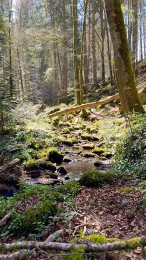 Do you love walking in the woods ? A walk in the woods. Bird sounds and sound of water 🫠💚