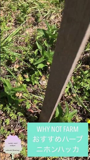 🍃おすすめハーブ:ニホンハッカ🍃 #whynotfarm #whynot #nature #outdoors #diy #gardening #life #health