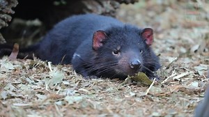 1M views · 2.1K reactions | Tasmanian Devil tummy rubs to brighten your day 殺 | Australian Reptile Park | Facebook