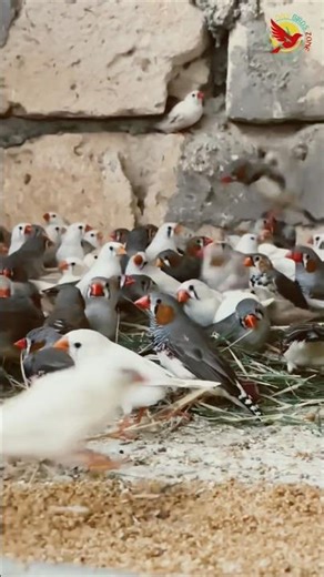 How To Breed & Care For White Finches