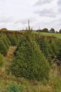 Buy Norway Spruce Christmas Trees Online - Send Me a Christmas Tree