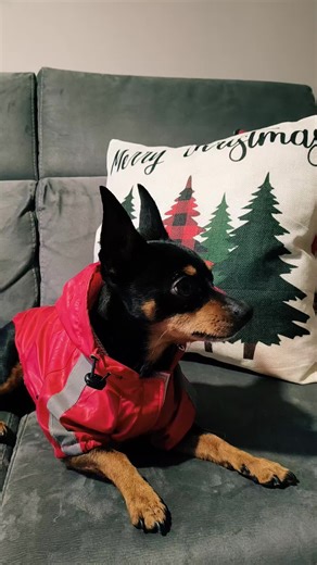 Tra poco io e la mammina andiamo dal veterinario… Controllo calcoletti 🥺 #SherlockIlPincerino #PincherLife #VitaDaCane #DalVeterinario #Controllino