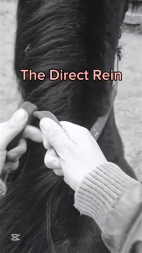 Equine Curiosity on Instagram: "Ebook is in the bio 📚 . . . . . . . . #horse #equestrian #horseriding #horsesofinstagram #equine"