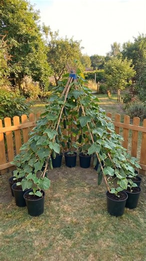 🥒 From Bare Bamboo to a Living Cucumber Pyramid 🌿✨ It starts with a few bamboo poles and young plants in pots. Simple. Minimal. Full of potential. A few weeks later? A lush green pyramid overflowing with climbing vines and fresh cucumbers hanging at every level. This teepee-style structure is perfect for small gardens or patios. It keeps plants vertical, improves airflow, and turns an ordinary corner into a productive green feature. ✔️ Space-saving design ✔️ Strong natural support ✔️ Easy harv