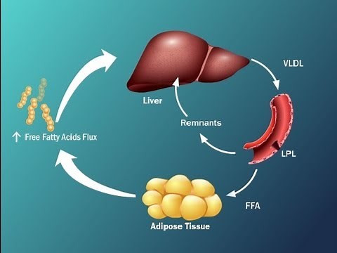 Fatty Acids and Disease in Type 2 Diabetes