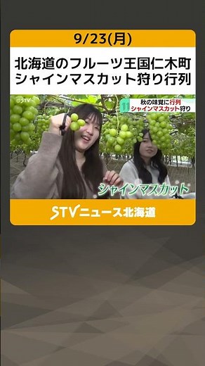 Shine Muscat picking queue in Niki-cho, the fruit kingdom of Hokkaido, ends in one week! #shorts