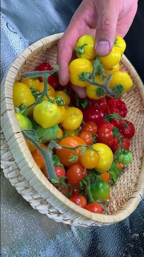 ASMR harvest, basement grow tent💚