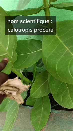 calotropis procera vertus spirituel#tiktokbeninois🇧🇯 #calotropisprocera