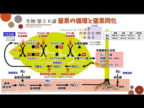 【高校生物】第30講「窒素の循環と窒素同化」