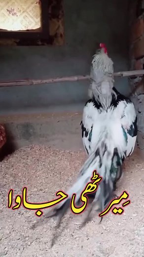 mianwali mersthi aseel murga #merathimurga #aseel #java #murga #aseelmurga #merathi merathi mianwali aseel murga mianwali merathi aseel murga kala lasani lasani aseel murga #masteraseels #amrohaaseel lasani mersthi aseel murgi #merathimurga lasani merathi aseel murgi lasani merathi murga lasani aseel merathi lasani aseel merathi murga black king aseel roster black king lasani merathi roster black king aseel reza murga lasani merathi aseel murgha lasani reza murga #mersthiaseelmurga aseel lasani