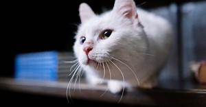 Photo by cottonbro studio on Pexels