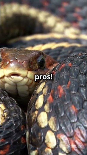 5 Fun Facts About Garter Snakes in Michigan! #animals #wildlifediversity #venomoussnakes #wildlife