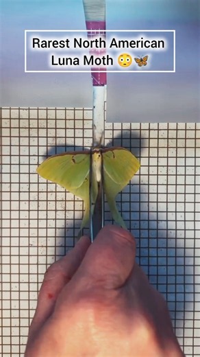 This Luna Moth Looks Unreal After Pinning 😳🦋