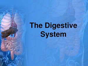 The Digestive System - SlideServe