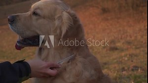 Dog panting with tongue hanging out as owner grooms hair with brush. Golden retriever sits patiently with person brushing to remove tangles and debris after play in forest.