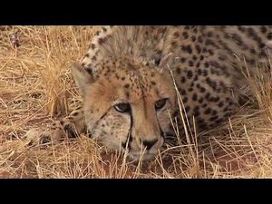 Cheetah Conservation Fund - Namibia