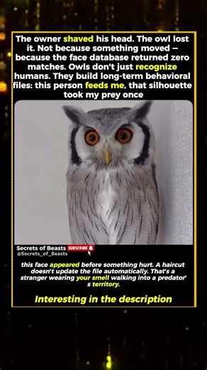 YOUR OWL KNOWS YOUR FACE