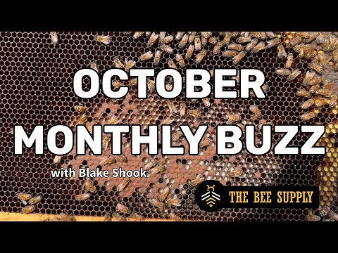 October 🍁 Monthly Buzz Webinar 2025