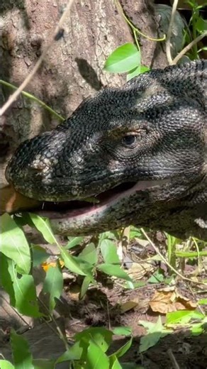 the viral moment of the Komodo dragon devouring its prey