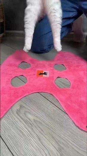 How to trim your cat's claws