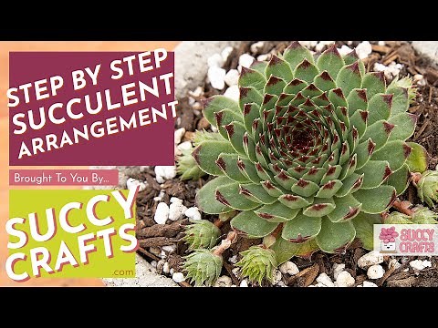 Transplanting Sempervivum Hens and Chicks #Succulents