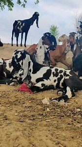 Vip Beetal breed | Beetal Goats Farm