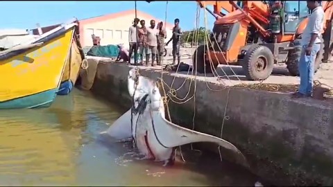 Watch: Giant manta ray fish, weighing 1,500 kg, caught in Andhra Pradesh
