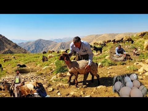 Nomadic Life: Nomadic Family Taking Care of the Herd ✂️| Nomadic Shepherd Life and Daily Work ⛺