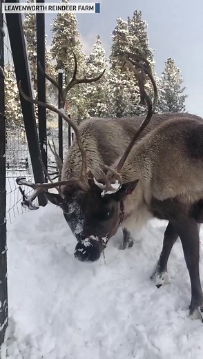 These reindeer are enjoying some snow before the big day at the year round Leavenworth Reindeer Farm in Leavenworth, Washington. | The National Desk - TND