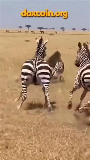 Baboon Kidnaps Zebra Foal in Wild Chase