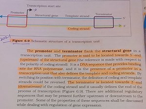 Transcription start site The promoter and terminator flank the ... | Filo