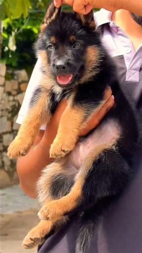 📞 8810623046 Top Quality German Shepherd Puppy price in india 🐶 German Shepherd Dog For Sale