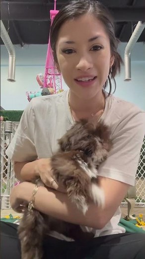 Shih Tzu Puppies For Sale Lawrenceville