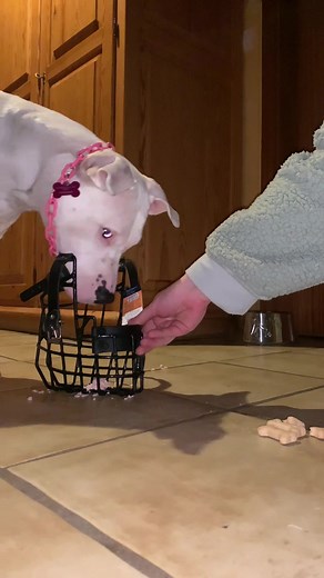 Step by Step Dogo Argentino Training Guide
