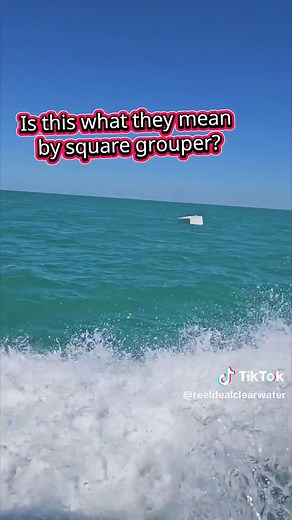 Square Grouper: A Unique Florida Spring Break Experience