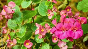 Pelargonium hortorum (Bedding, Fish, Horseshoe, House or Zonal geranium, Zonal pelargonium) is nothospecies of Pelargonium most commonly used as an ornamental plant.