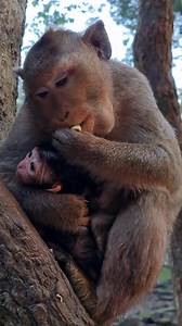 Update newborn, Mom Sami gave birth to cute boy😍Name SAKET 01/12/2025 #feedinganimals | Life Of Monkeys