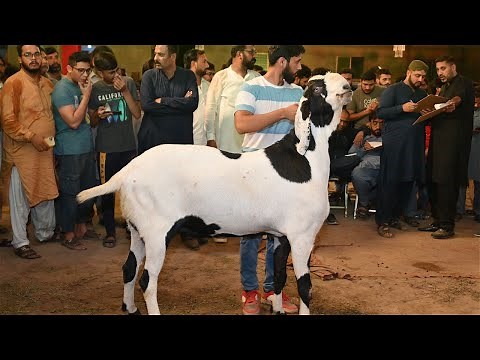All Pakistan Goat Competition || Bakroun ka Muqabla~e~Husn || بکروں کا مقابلہ حُسن ||