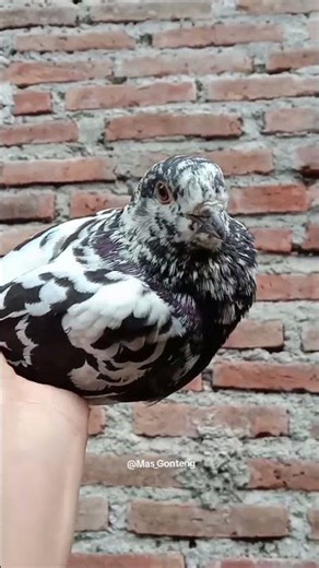 Betina Pemcetak Terbang Nitik,Nya Wa 088706638409