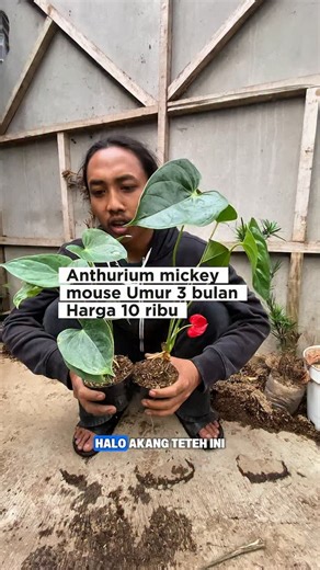 Ibad garden on Instagram: "Bunga anthurium mickey mouse ini umurnya sekitar 3 bulanan. Harganya 10 ribu, nah yang minat bisa langsung dm aja ya. Alamat Kabupaten Bandung Barat, Kecamatan Parongpong, Desa Cigugur Girang, Kampung Kebon Hui RT.04/RW.17 (081214218387)"