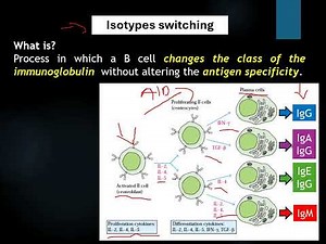 B Lymphocyte Development