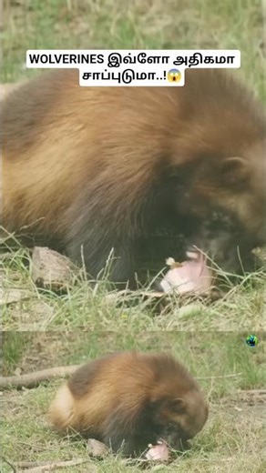 WOLVERINES இவ்ளோ அதிகமா சாப்புடுமா..! How much do wolverines eat? #wolverine #tamil #bioworld