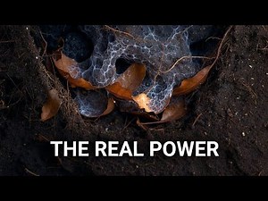 Leaf Mold Is Not What You Think — The Real Soil Supercharger