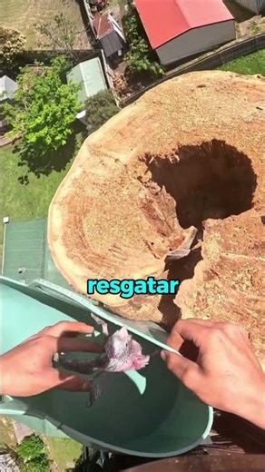 While cutting down a tree, this man noticed something moving inside the trunk.