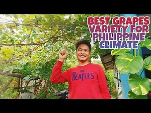 BEST GRAPES VARIETY FOR PHILIPPINE CLIMATE (RED CARDINAL, CATAWBA, BRAZILIAN HYBRID, & BLACK RIBIER)