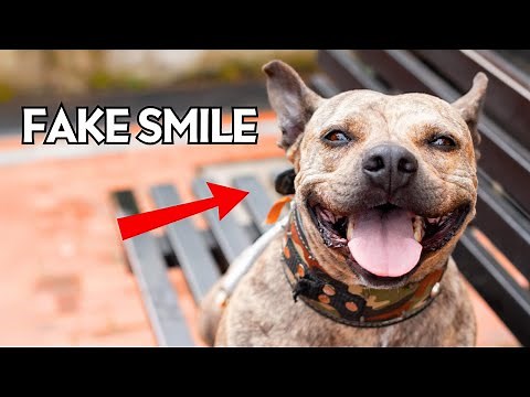 If You Think Dogs Are Smiling, Here’s What It Really Means