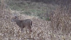 41 yards. Bow. Shoot or Pass? | Big Game Treestands